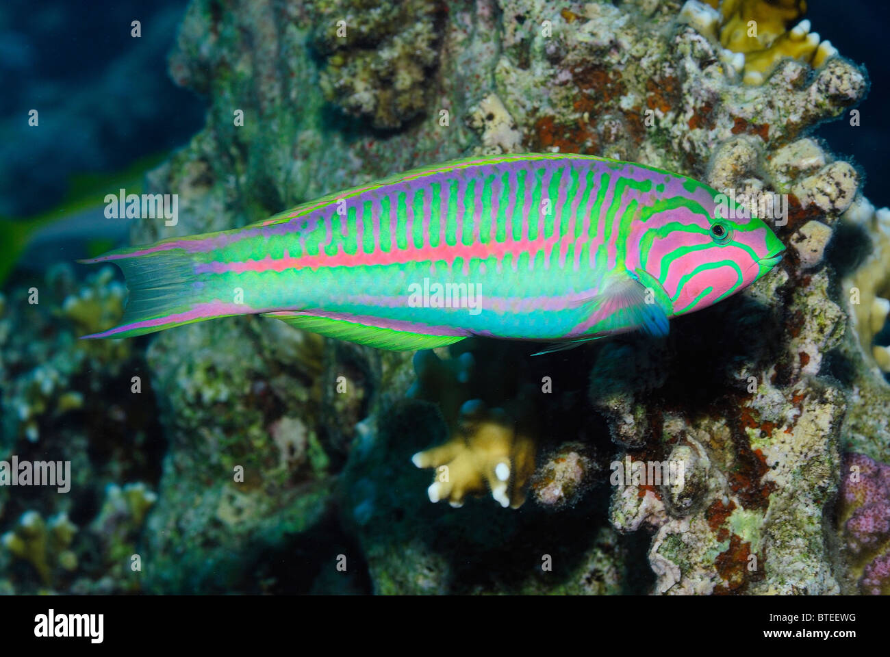 Surge wrasse fish over a reef in the Red Sea. Stock Photo