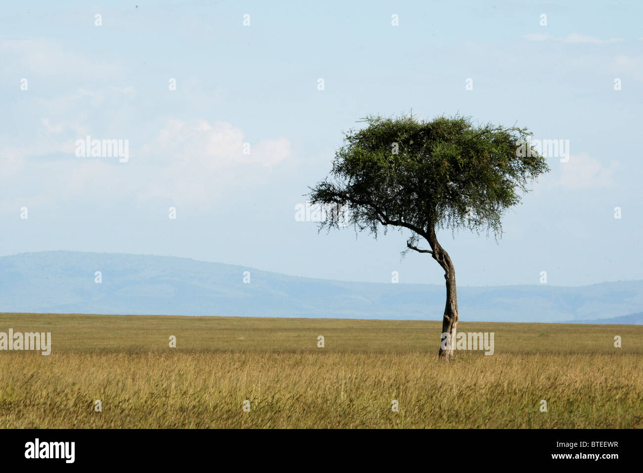 Scenic view of  a vast grassland with a lone tree and mountains in the very distance Stock Photo