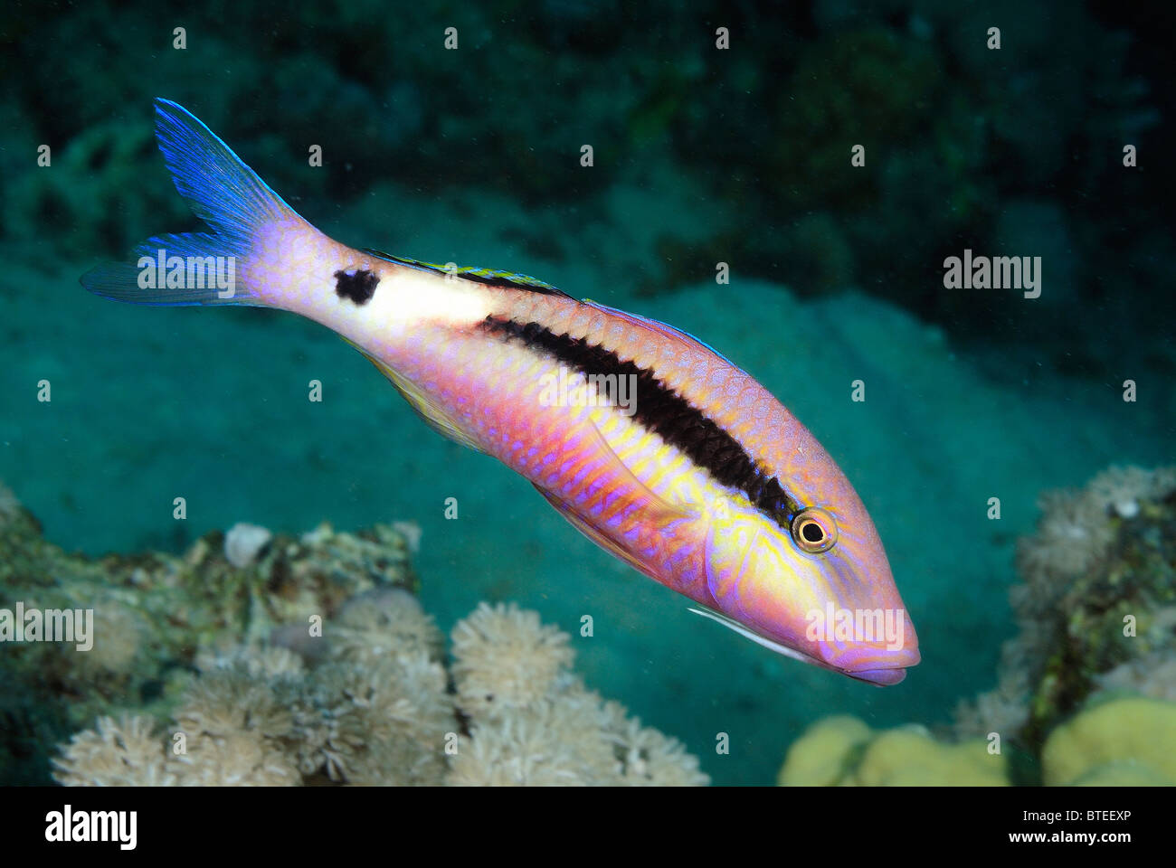 Dash-dot goatfish cleaning by a ring wrasse in the Red Sea. Stock Photo