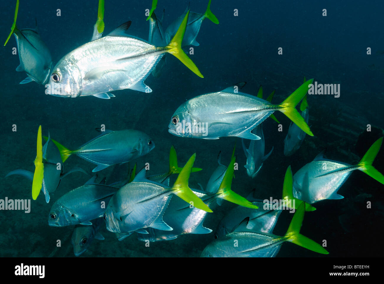 School of bigeye jack fish off Key Largo coast, Florida, USA Stock Photo