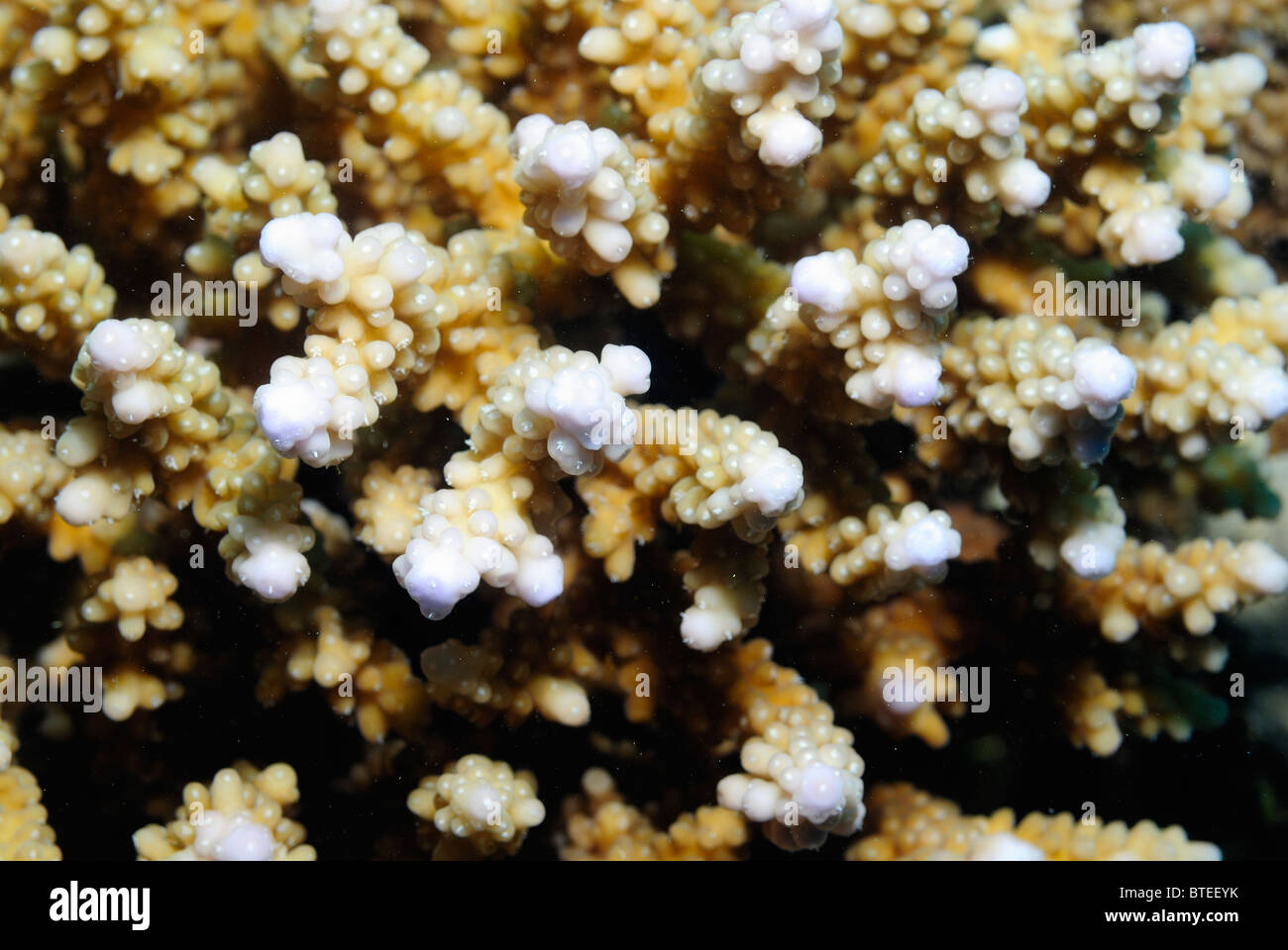 Colony of coral, Red Sea, off Safaga, Egypt Stock Photo