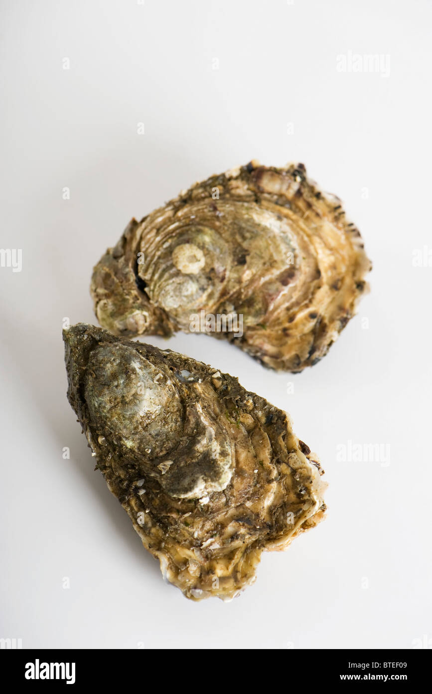 Fresh raw oysters Stock Photo