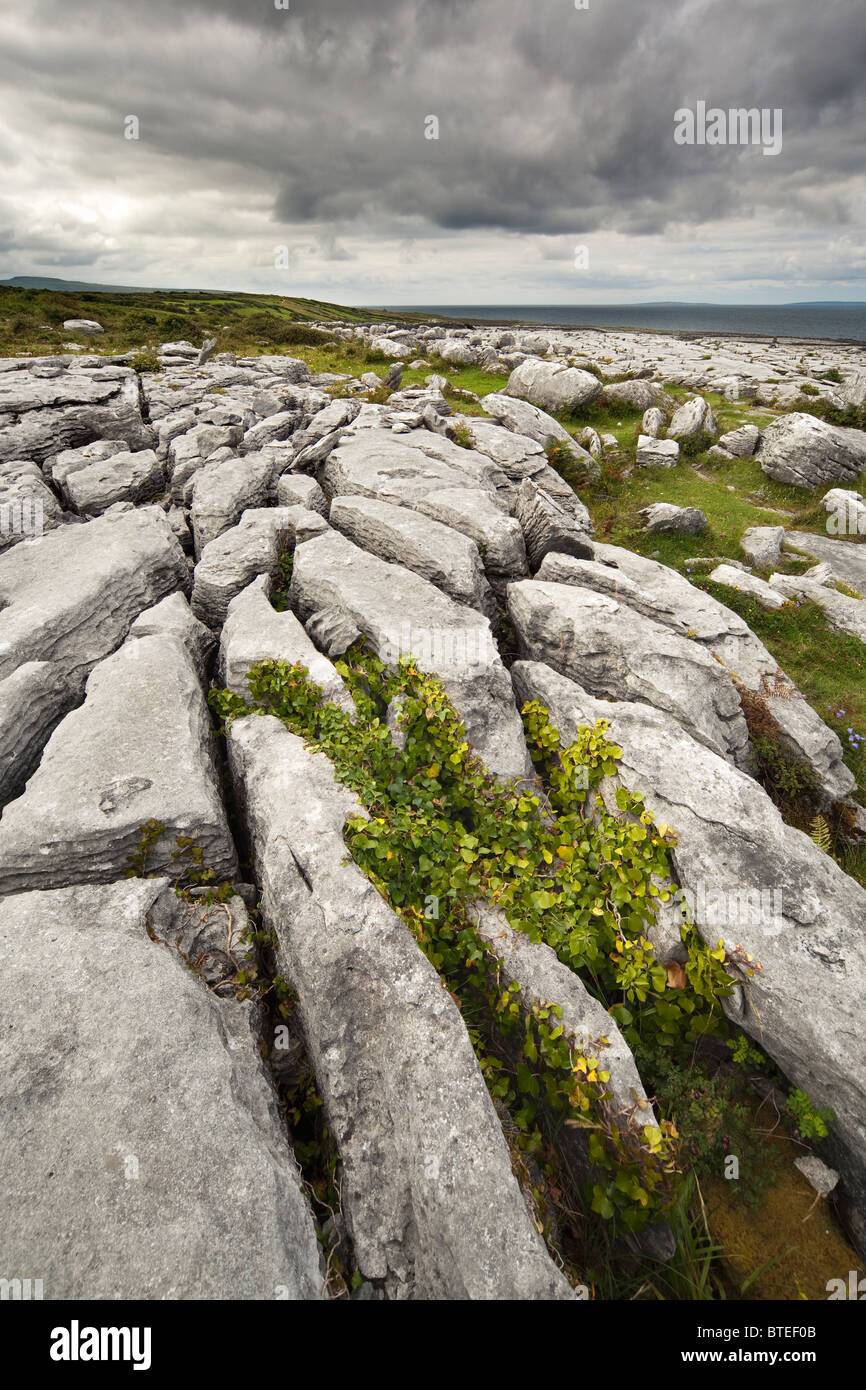 The Irish Burren in Clare county Stock Photo - Alamy