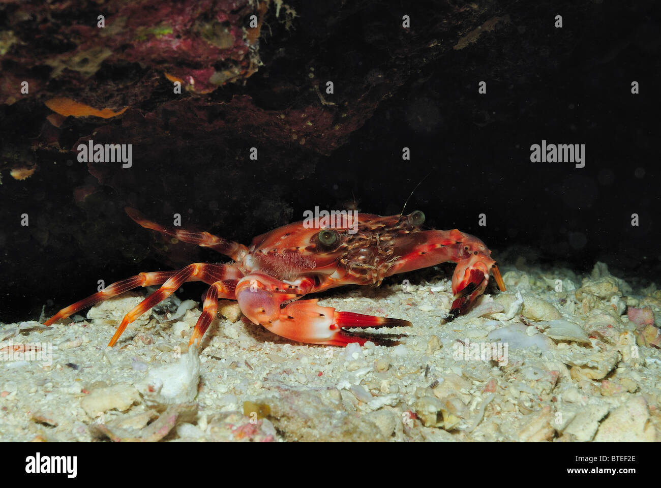 Swimmer crab in the Red Sea. Stock Photo