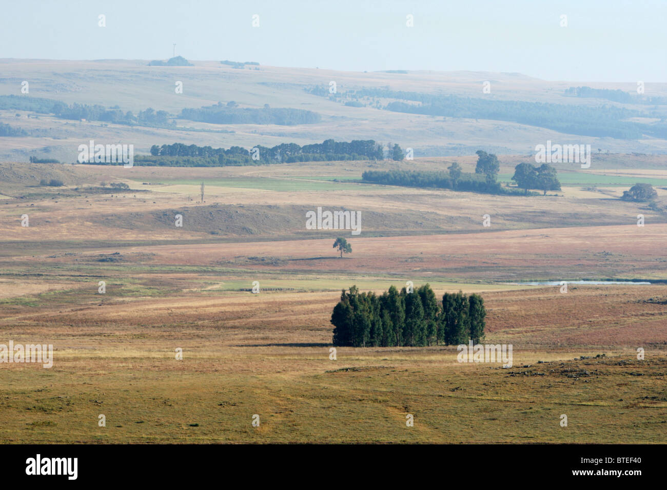 Lone clump of trees on approach to Dullstroom Stock Photo