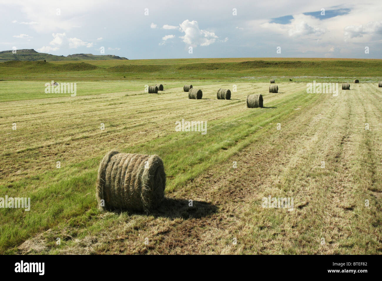 Landscape with hay bales Stock Photo
