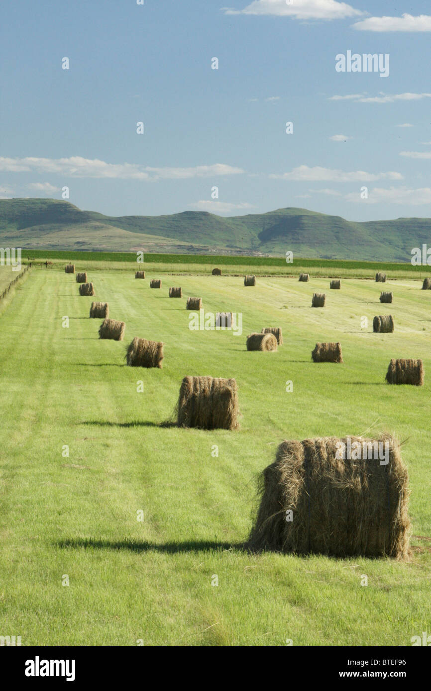 Landscape with hay bales ready for collection Stock Photo