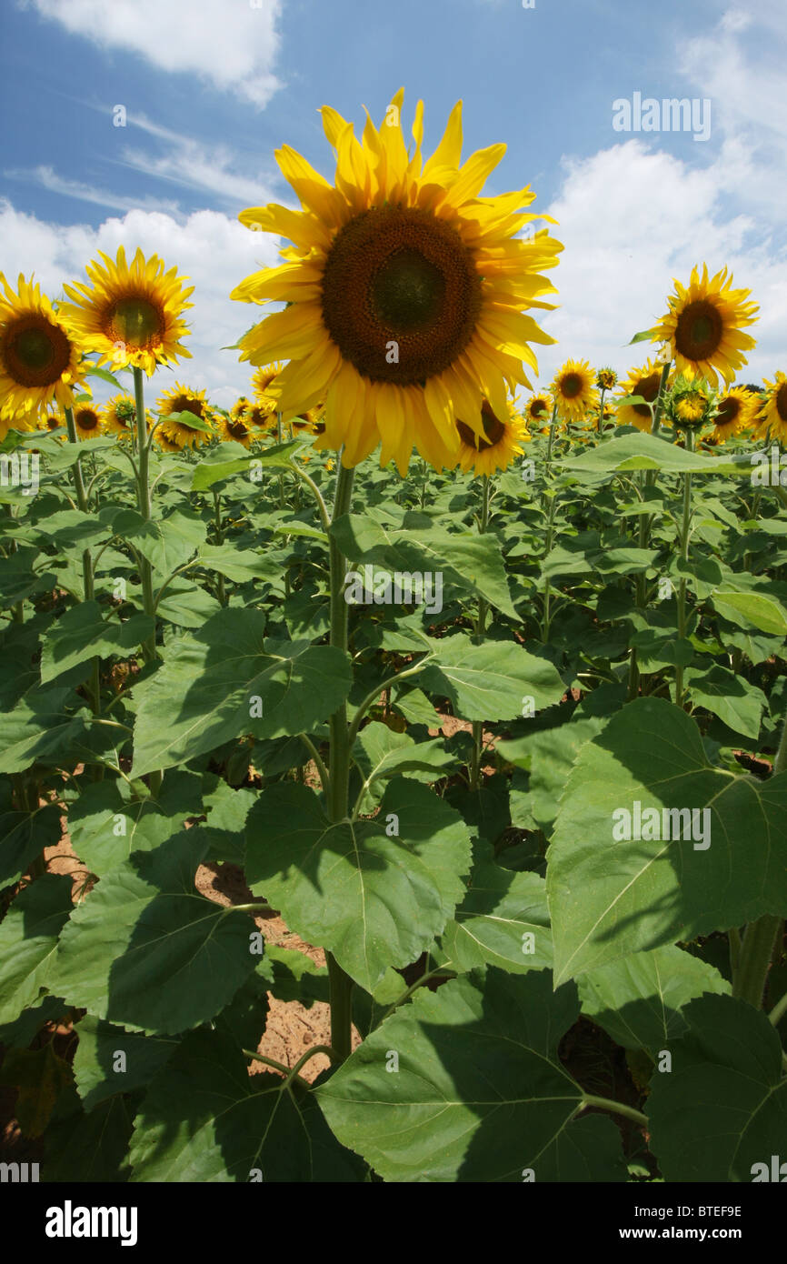 Field of sunflowers Stock Photo - Alamy