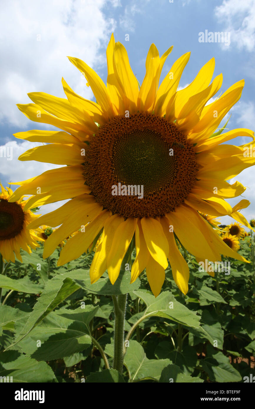 Sunflower close up hi-res stock photography and images - Alamy