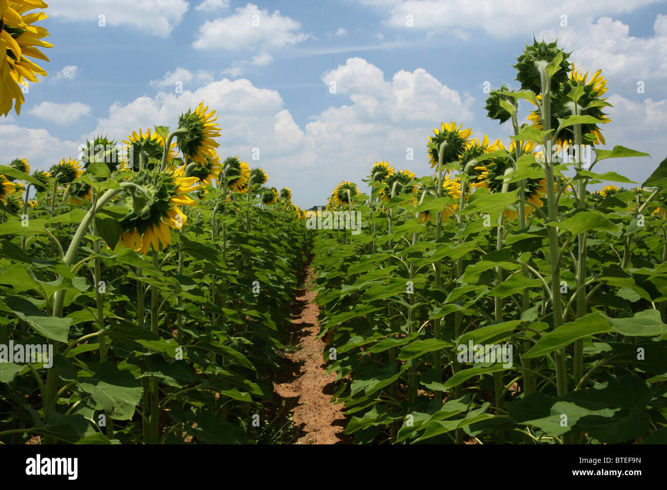 Field of sunflowers facing the sun viewed from behind Stock Photo Alamy