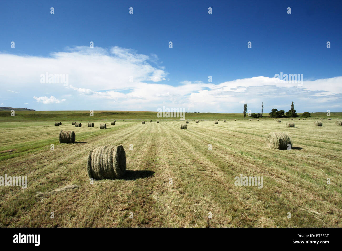 Scenic landscape with hay bales rolled up Stock Photo