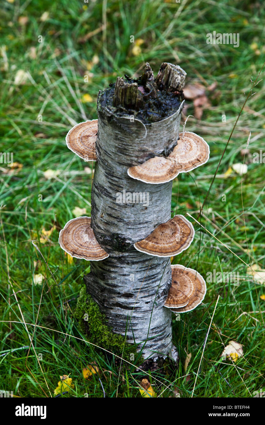 Fungi growing on a tree stump Derbyshire England Stock Photo Alamy