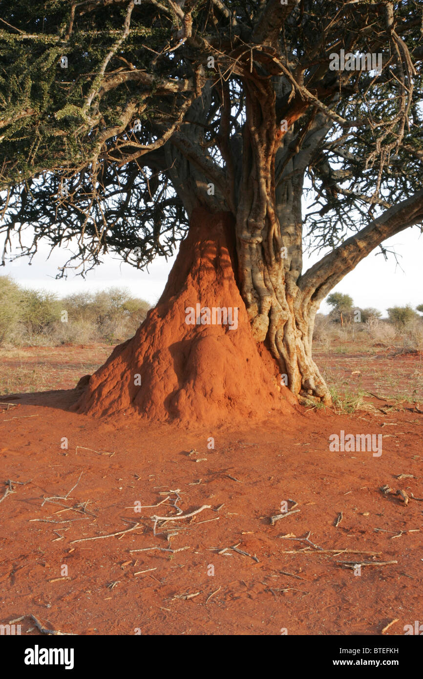 Shepherd's tree with anthill Stock Photo