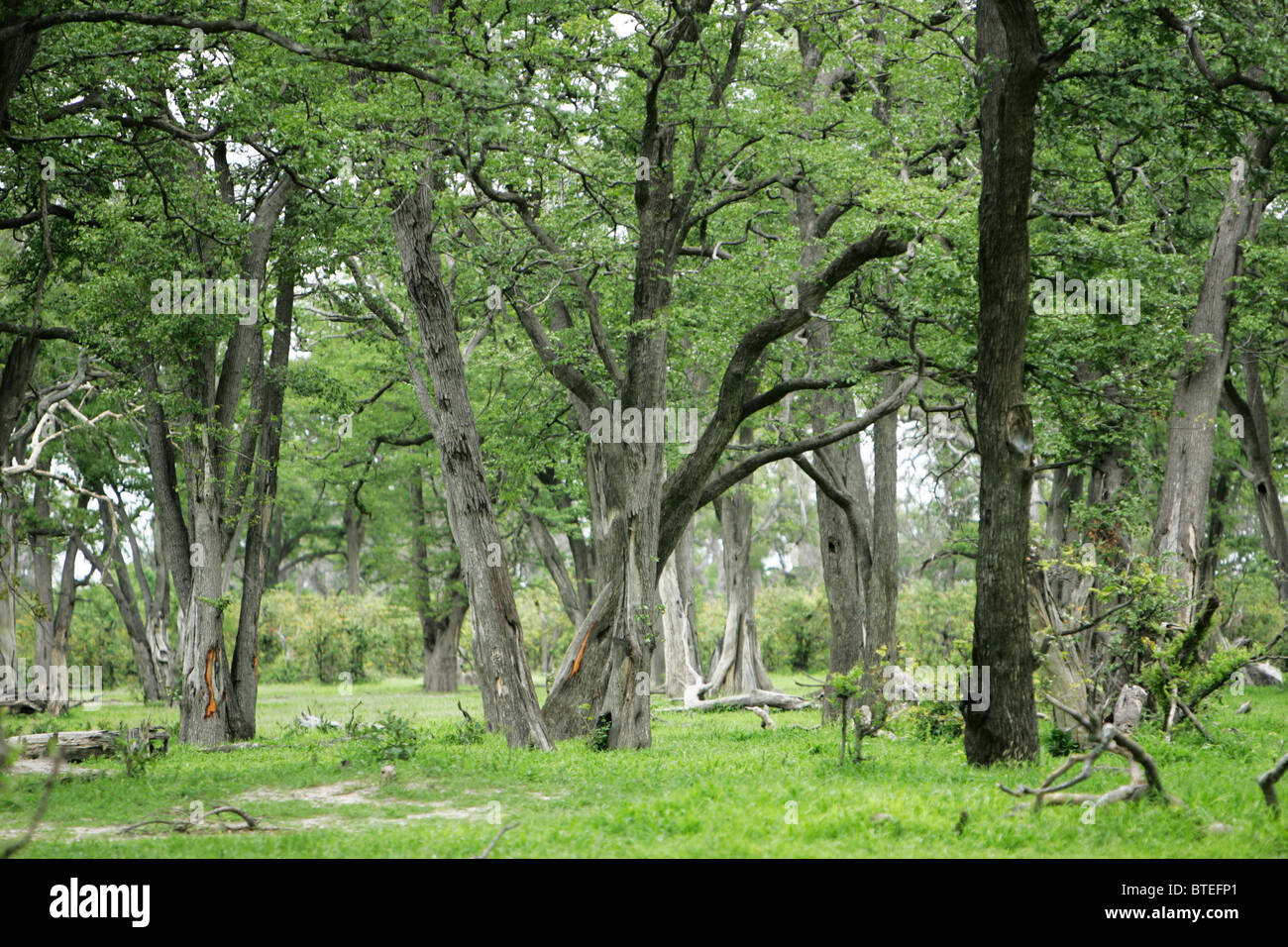 Mopane forest (Colophospermum mopane) Stock Photo