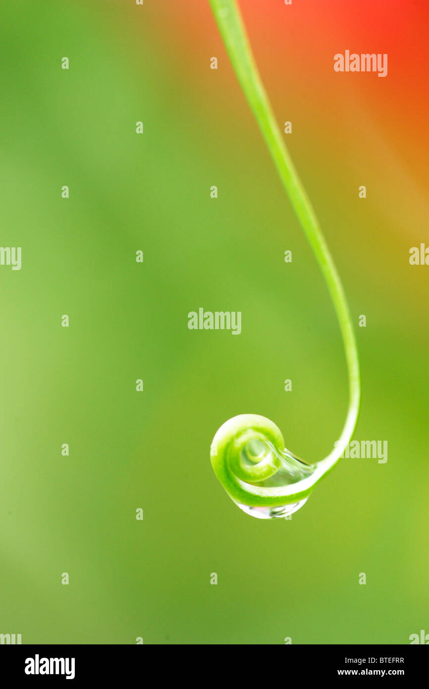 Drop of rainwater on a curled up stigma of a flower Stock Photo