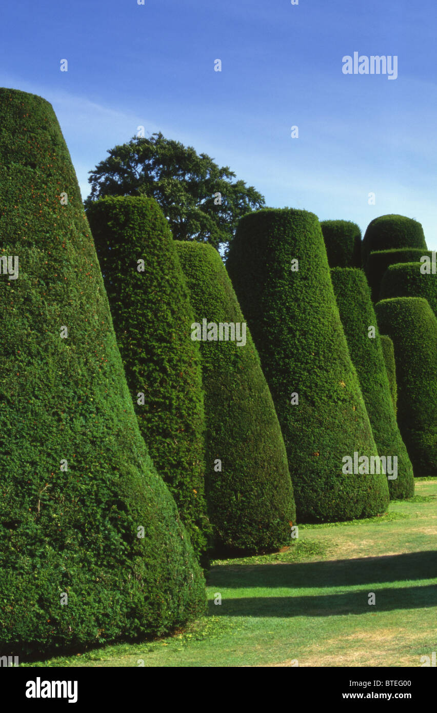 Yew Trees in a Garden Stock Photo Alamy