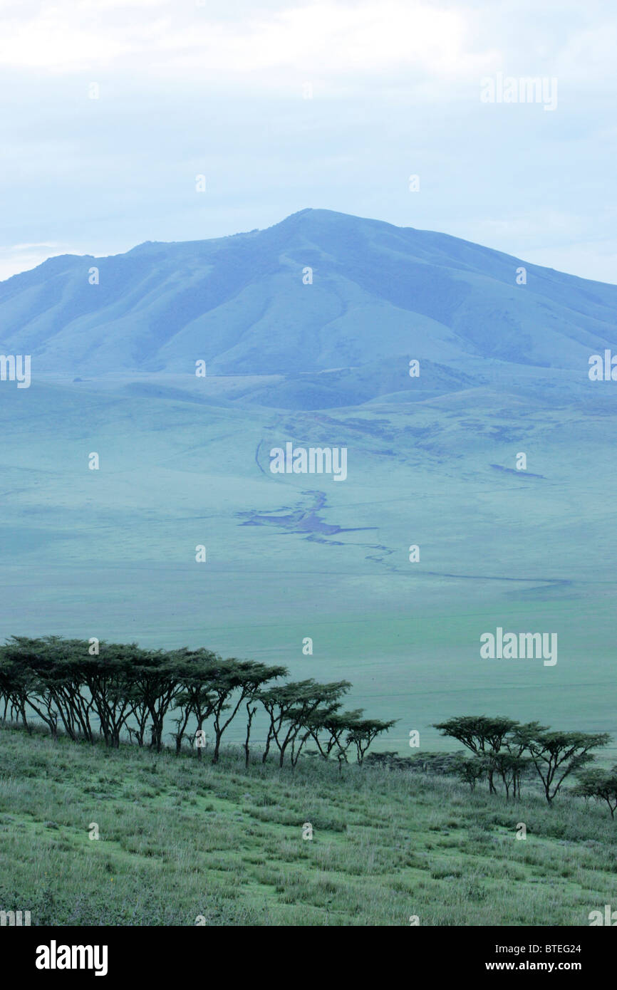 Trees and early morning mist on entry into the crater at Ngorongoro Stock Photo