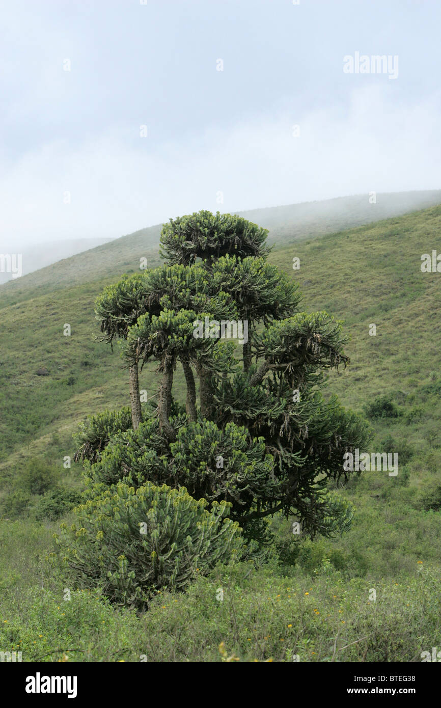 Tree and lush vegetation Stock Photo