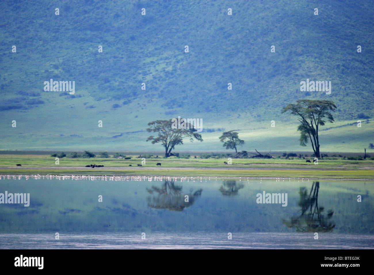 Trees and reflection in the lake Magadi in the crater Stock Photo