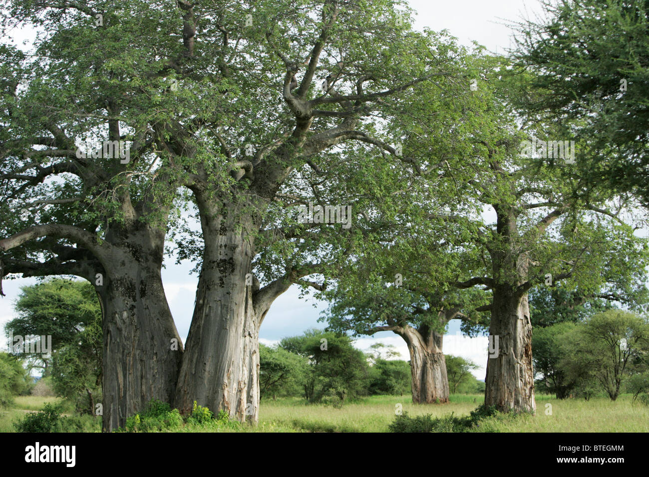 Cluster of Baobab trees growing closely together Stock Photo Alamy