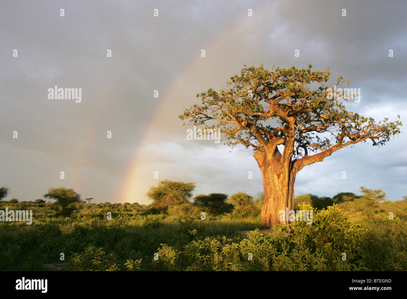 Baobab tree and a stormy sky with a rainbow in the background Stock Photo