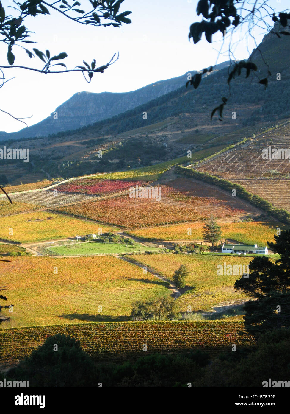 Winelands situated in a valley in Cape Town Stock Photo