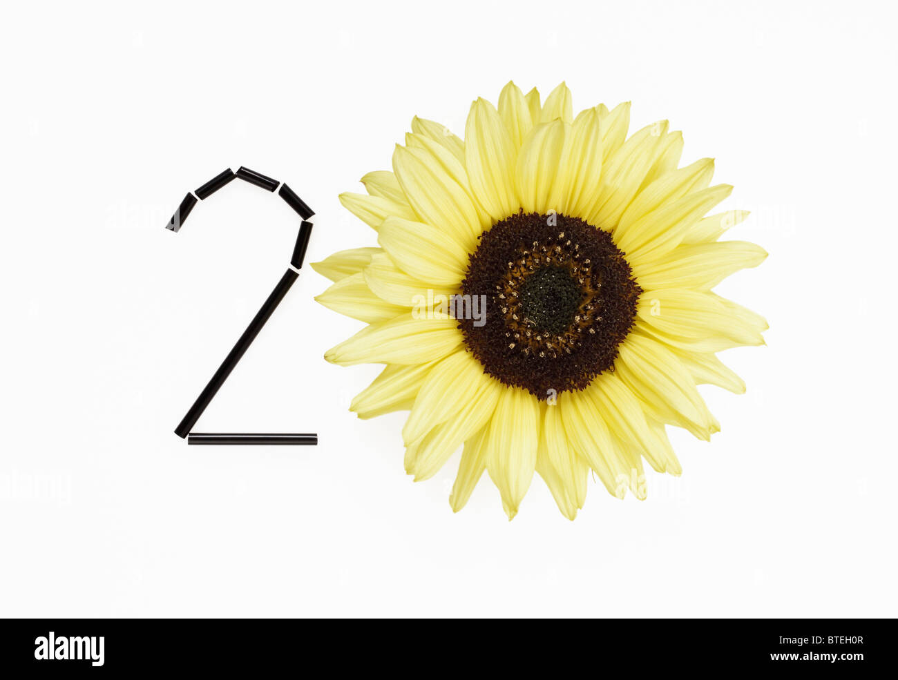 Sunflower representing number twenty Stock Photo