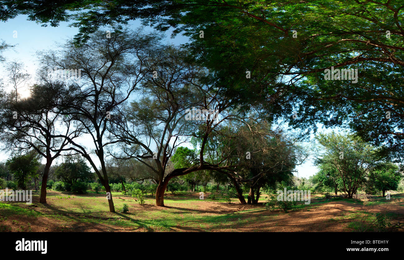 An open riverine woodland on the banks of the Levuvhu River in Pafuri Stock Photo