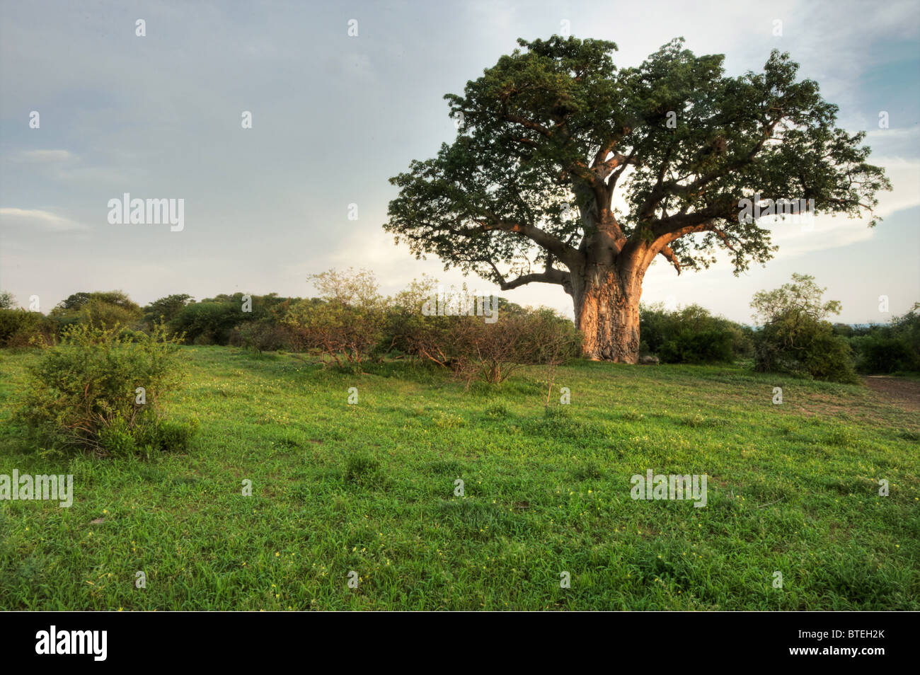 Baobab tree surrounded by a short lush grassland in the late afternoon light Stock Photo