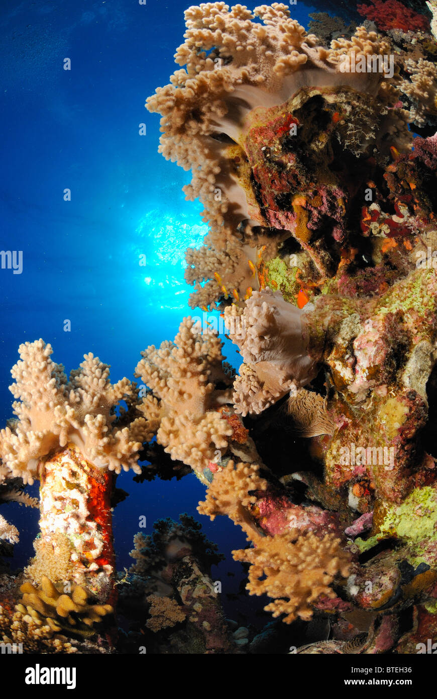 Luxuriant growth of coral off Hamata coast, Egypt, Red Sea. Stock Photo