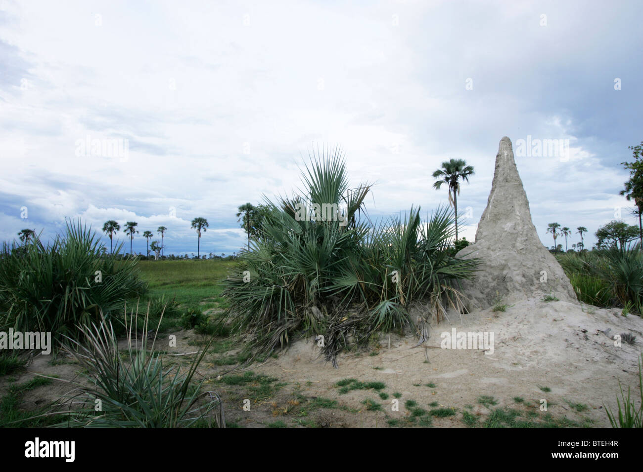 Termite mound and palm tree savanna Stock Photo Alamy
