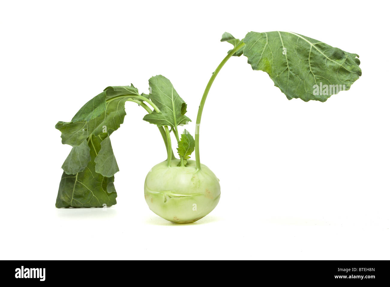German Turnip with leaf from low perspective isolated on white. Stock Photo