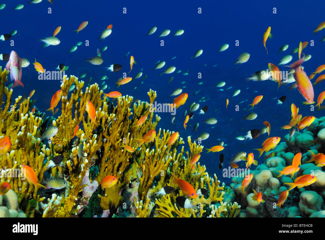 Colony of fire coral growing off Hamata coast, Egypt, Red Sea Stock Photo