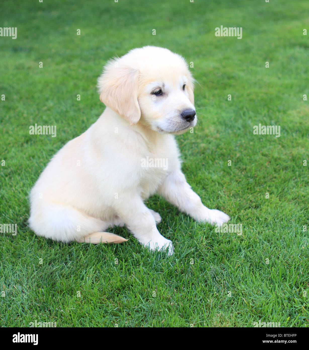 Golden baby store labrador