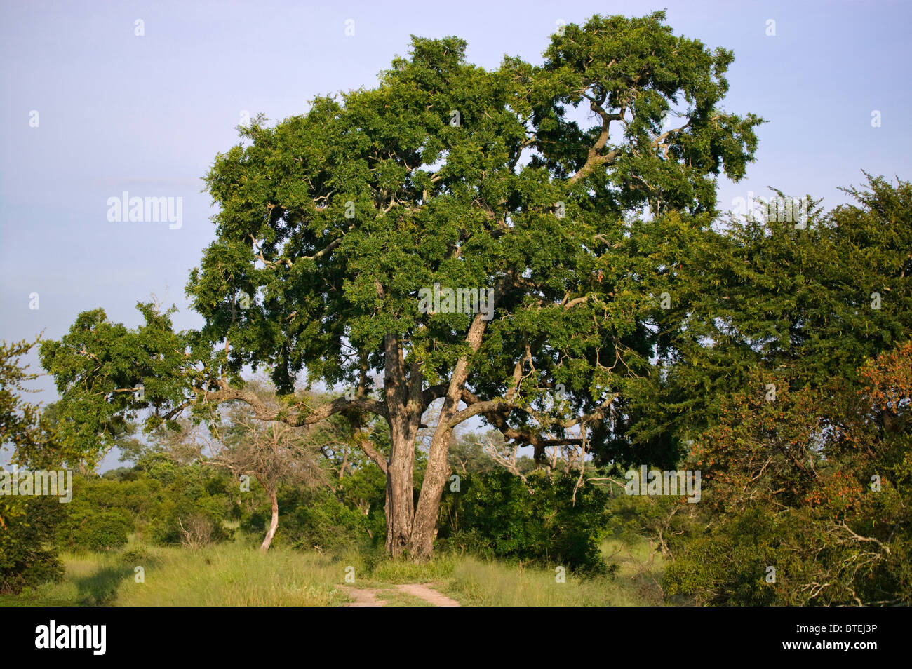 Jackalberry tree (Diospiros mespiliformis Stock Photo Alamy