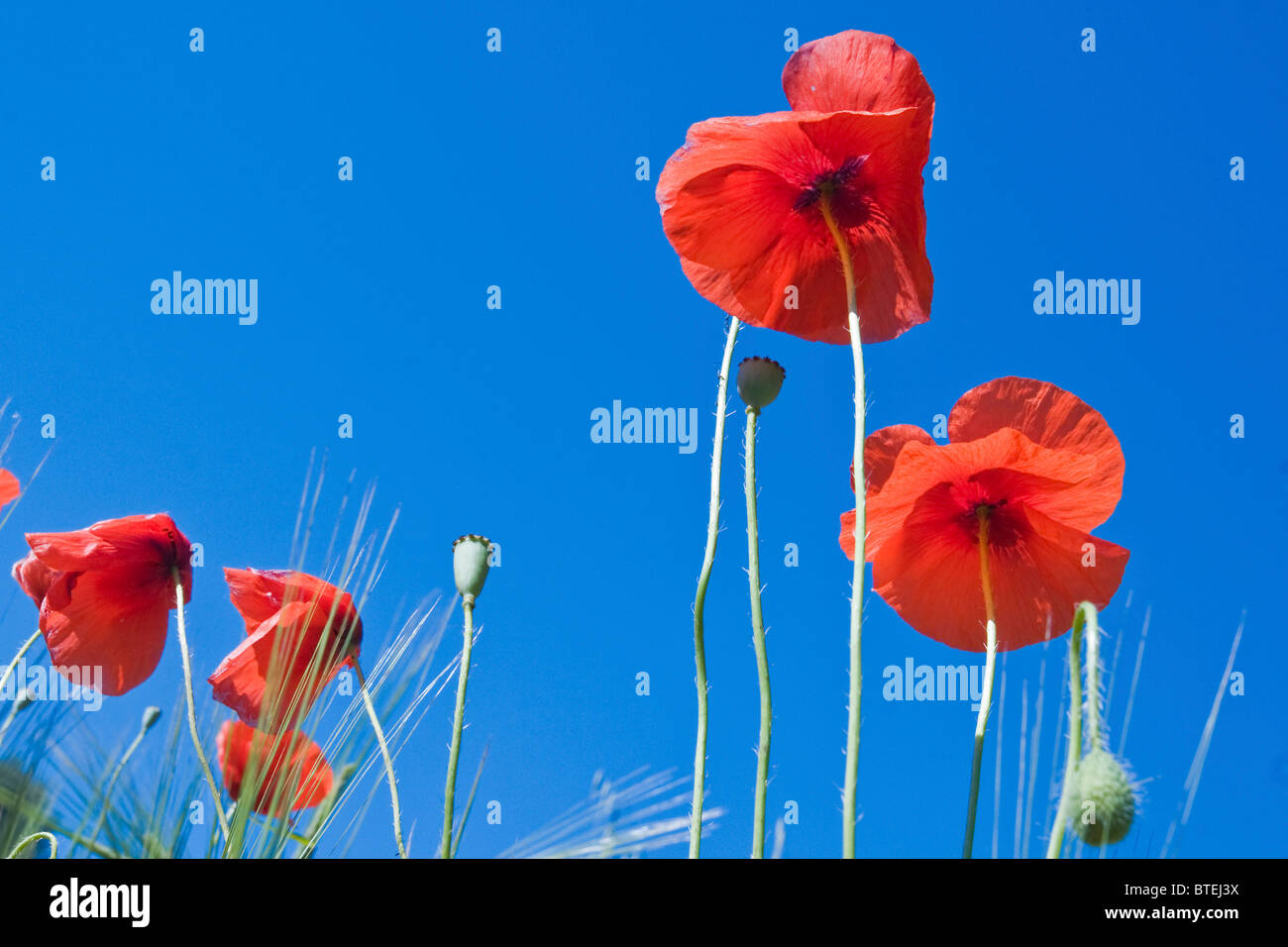 Red poppy flowers against blue sky Stock Photo - Alamy