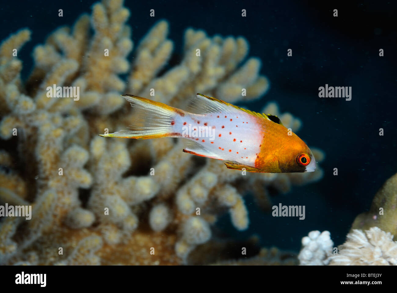 Lyretail hogfish off Hamata coast, Egypt, Red Sea Stock Photo