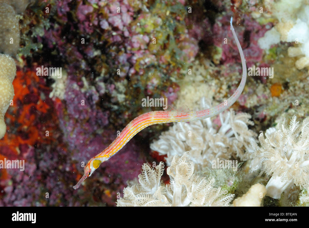 Banded pipefish off Hamata coast, Egypt, Red Sea Stock Photo