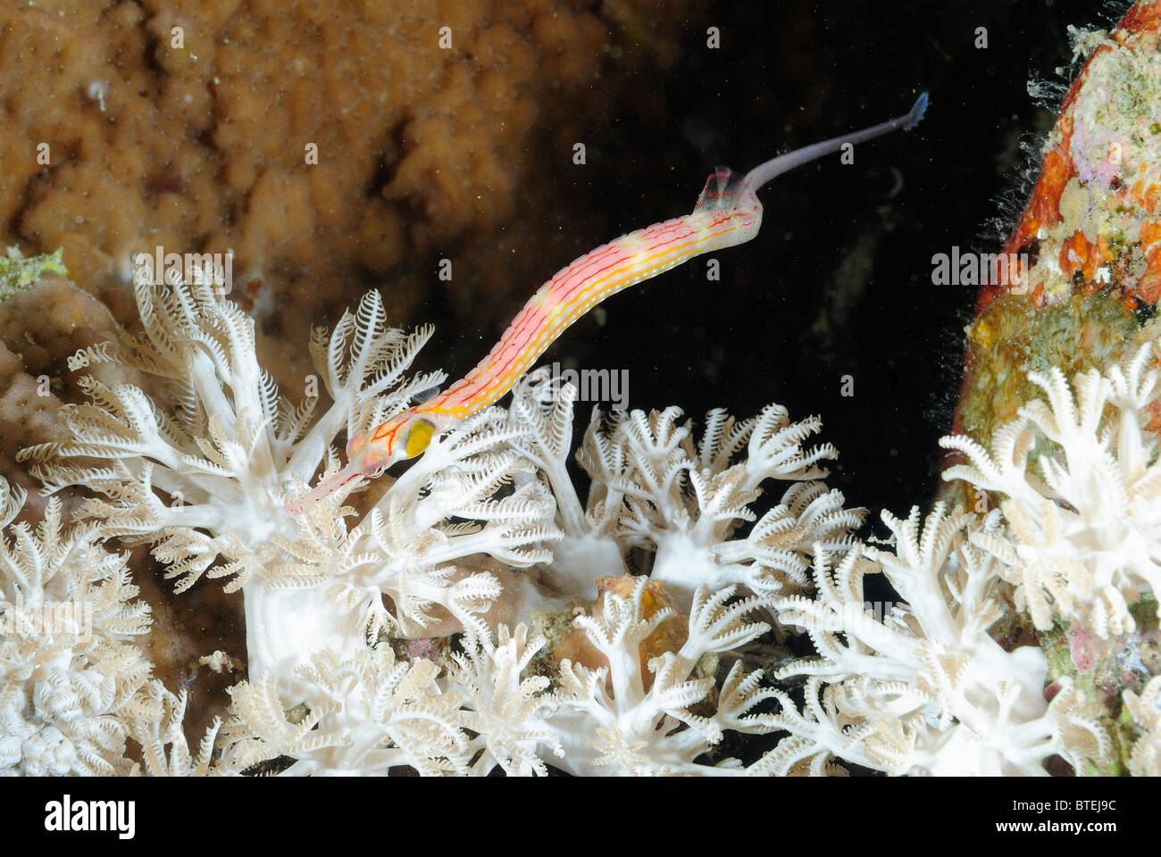 Banded pipefish off Hamata coast, Egypt, Red Sea Stock Photo