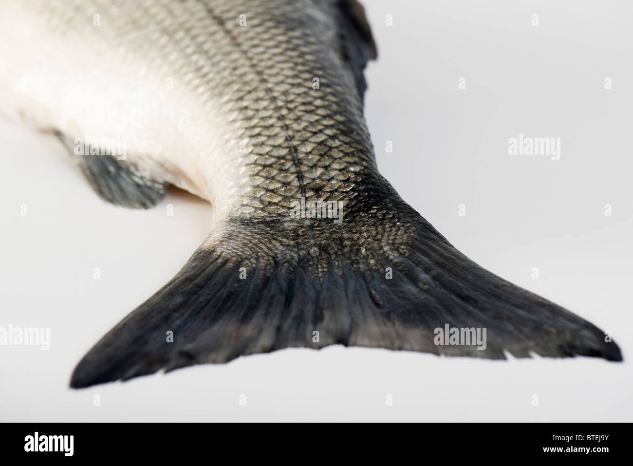 Raw fish, close-up of tail Stock Photo