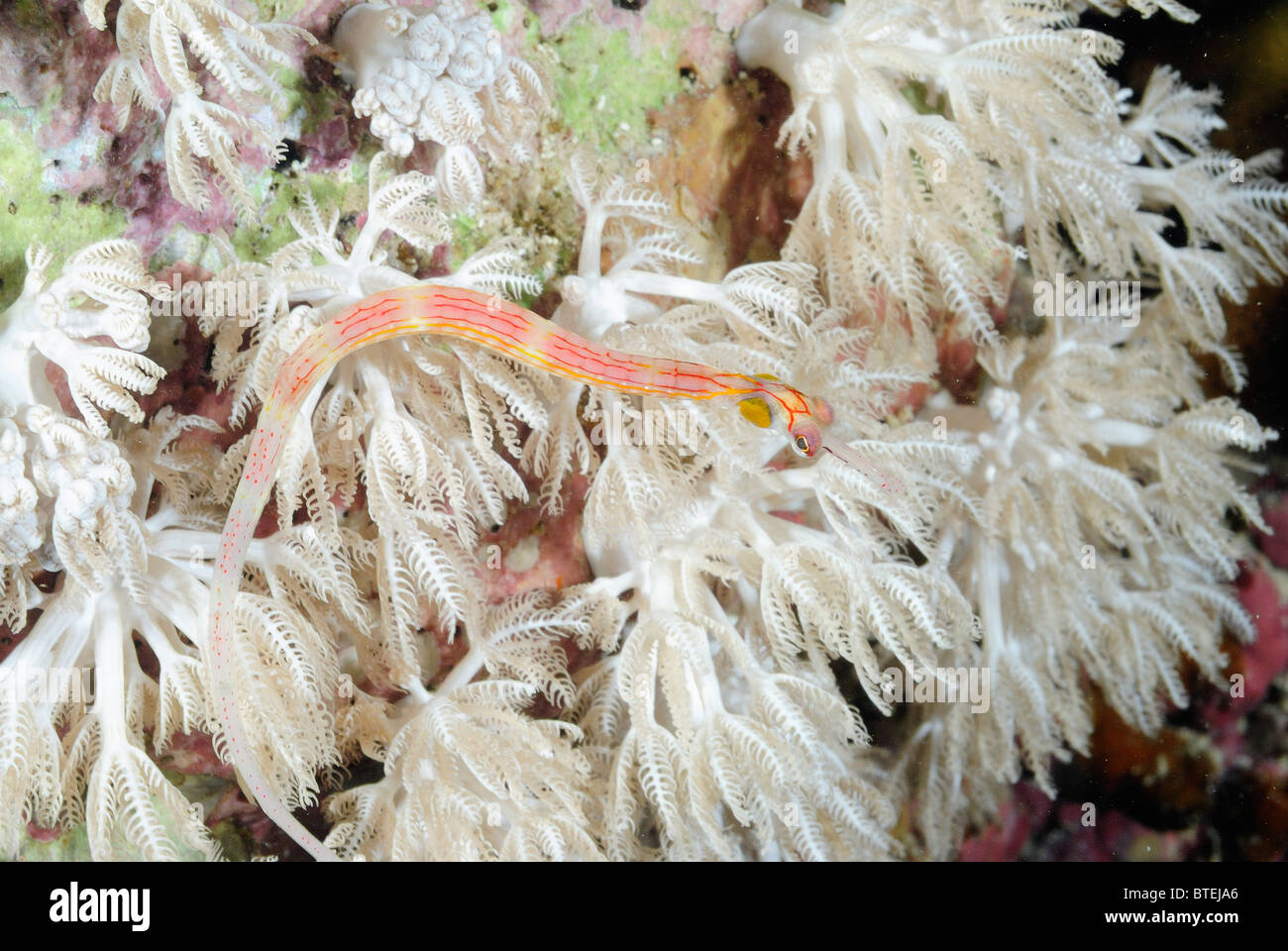 Banded pipefish off Hamata coast, Egypt, Red Sea Stock Photo