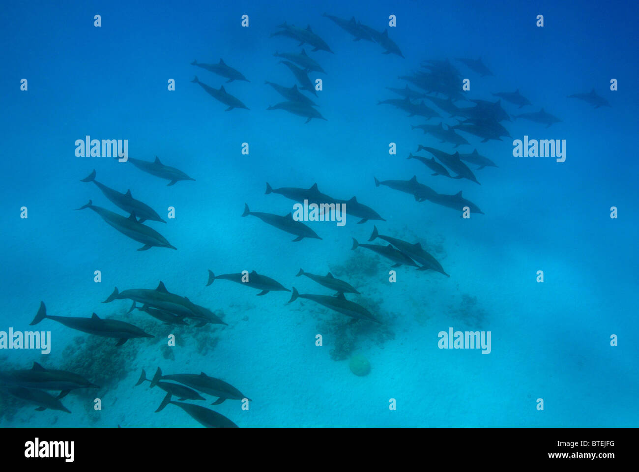 School of spinner dolphins off Hamata coast, Egypt, Red Sea Stock Photo