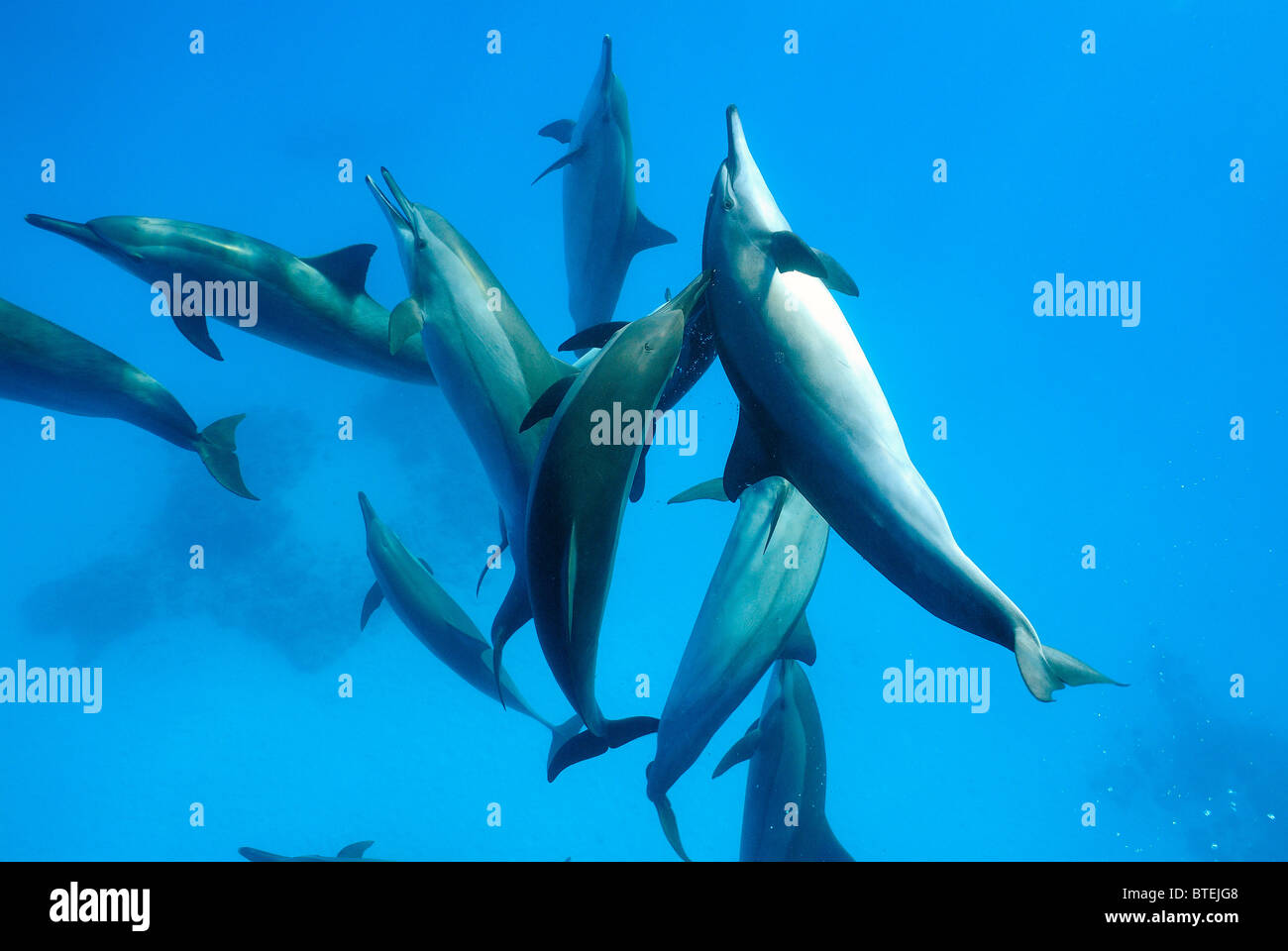 School of spinner dolphins off Hamata coast, Egypt, Red Sea Stock Photo