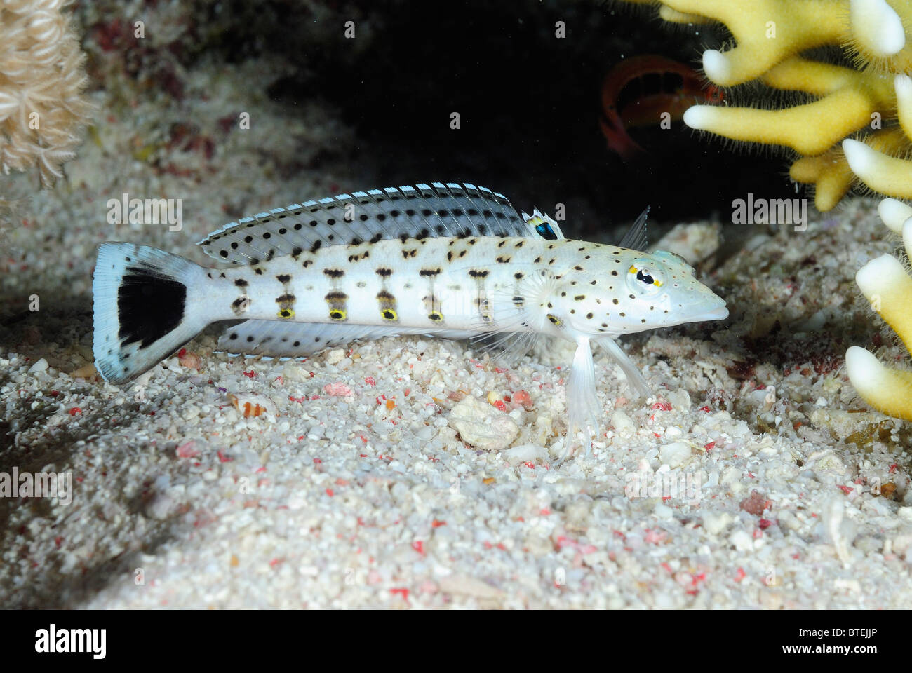 Speckled sandperch off Hamata coast, Egypt, Red Sea Stock Photo