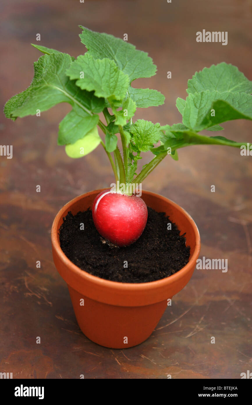 radish growing pot fresh garden vegetable red eat sharp salad summer home grown leaves Stock