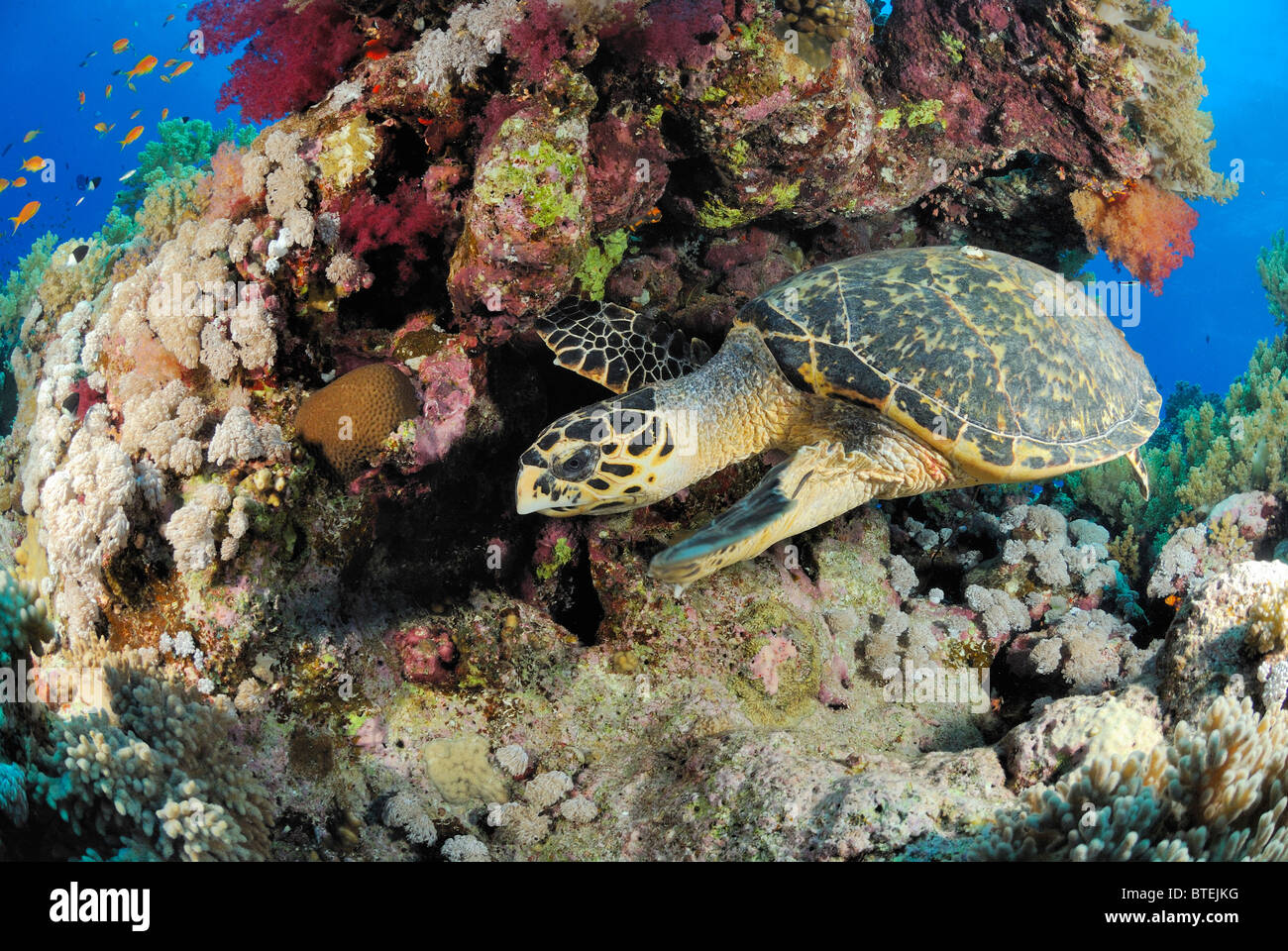 Loggerhead turtle off Hamata coast, Egypt, Red Sea Stock Photo