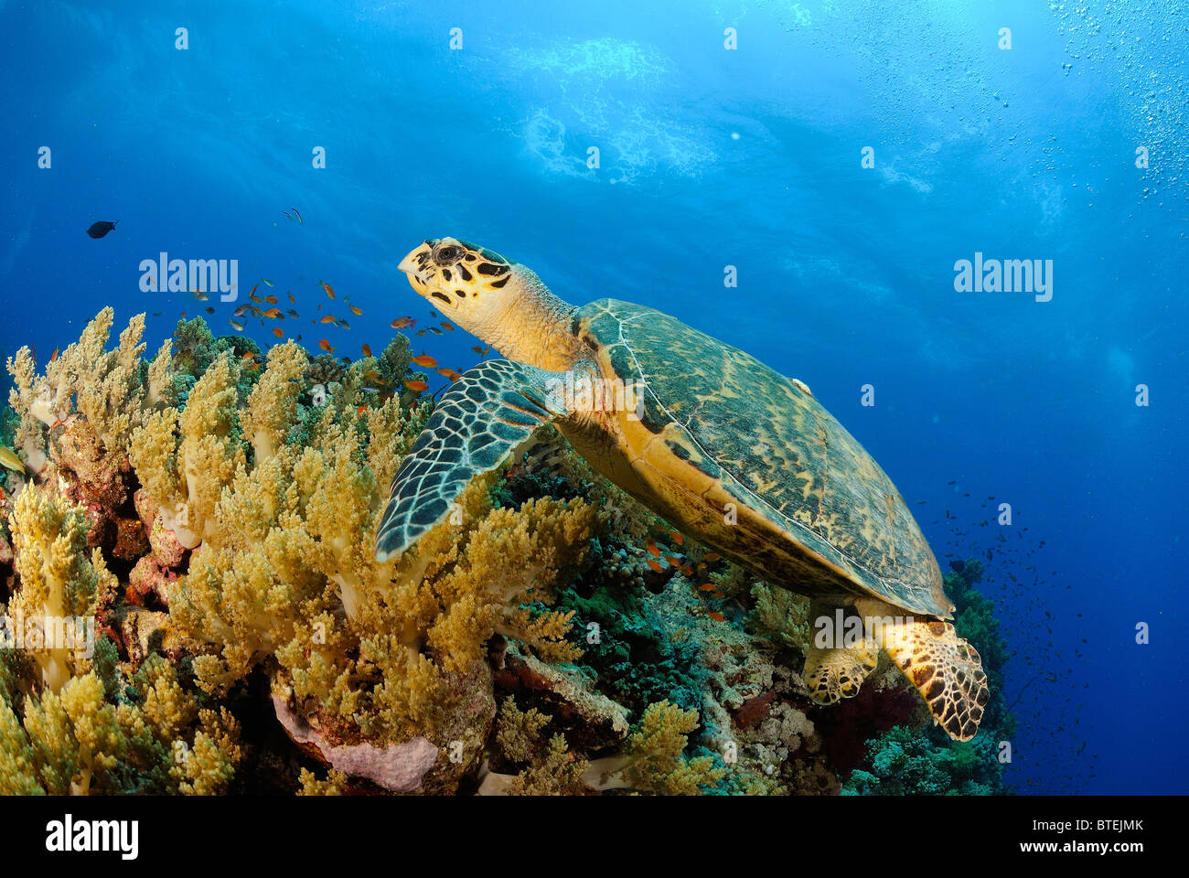 Loggerhead turtle off Hamata coast, Egypt, Red Sea Stock Photo