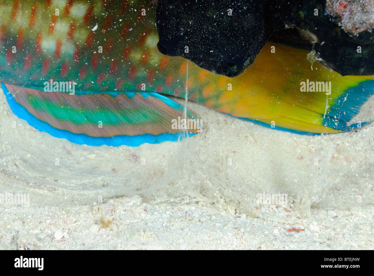 Closeup of bullethead parrotfish fins off Hamata coast, Egypt, Red Sea Stock Photo