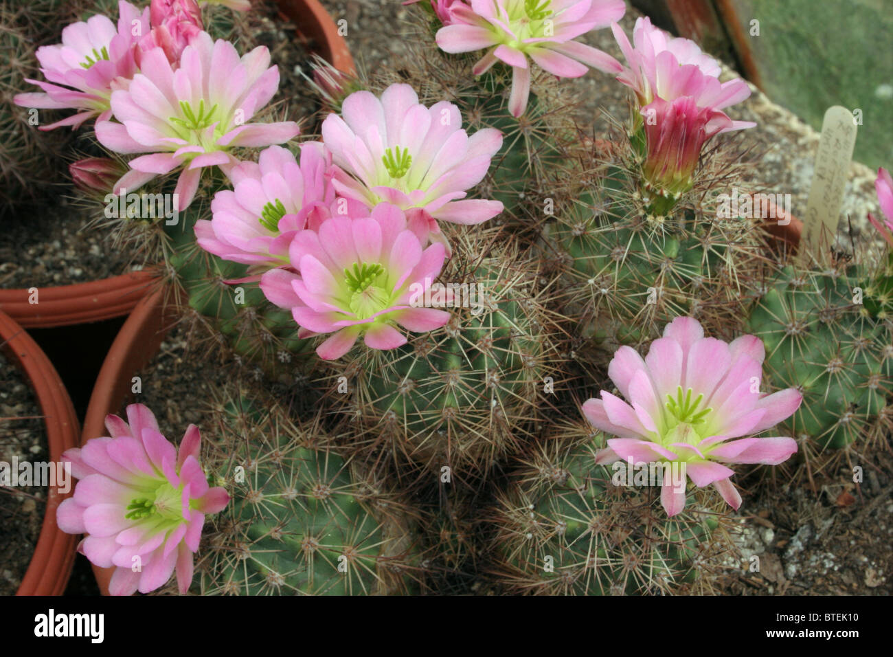 Lloyd's Hedgehog Cactus (Echinocereus x roetteri) from seed from Otero  county, New Mexico Stock Photo - Alamy