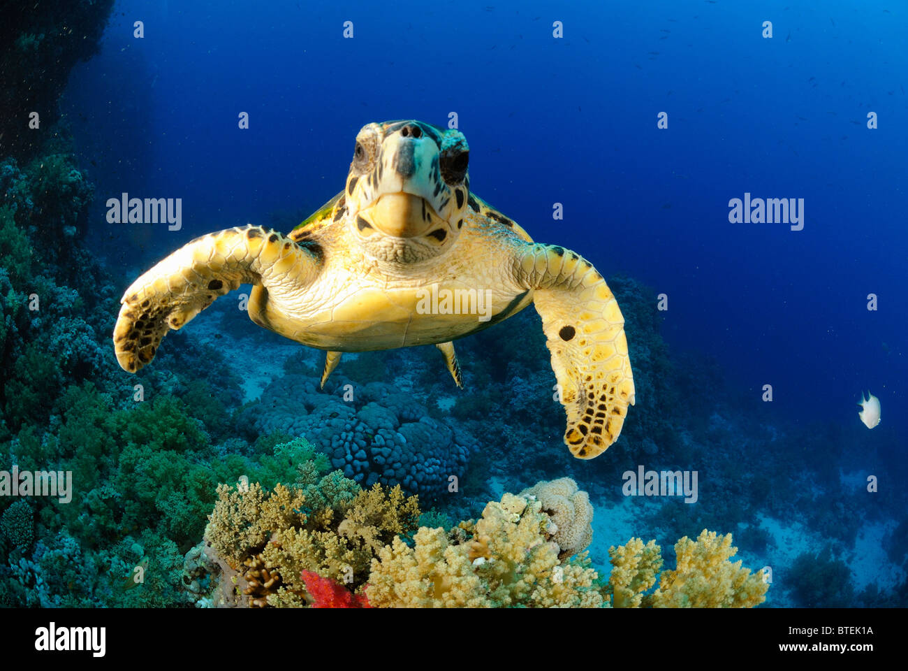 Loggerhead turtle off Hamata coast, Egypt, Red Sea Stock Photo